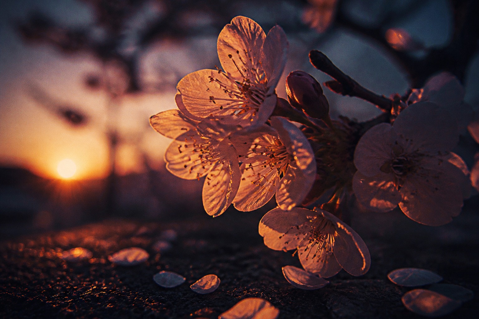 Spring blossoms in warm dusk light